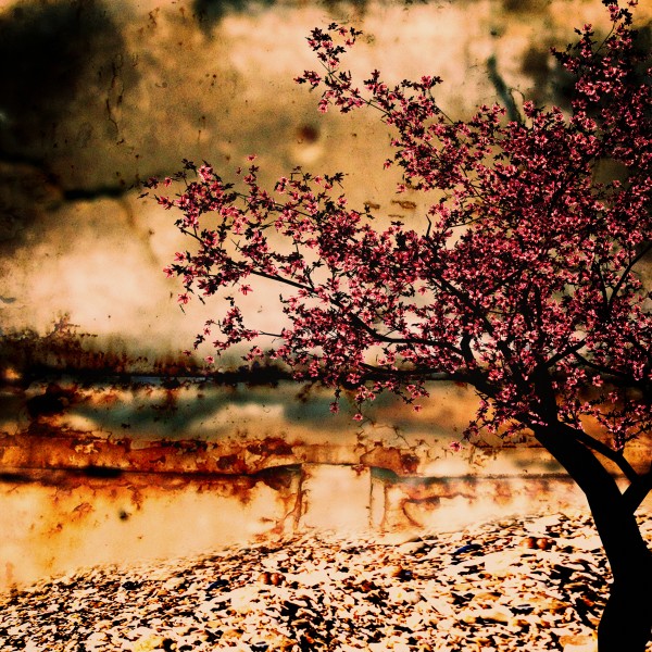 Kirschbaum by Dagmar Marina